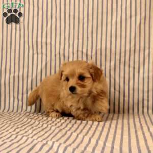 Kathy, Maltipoo Puppy